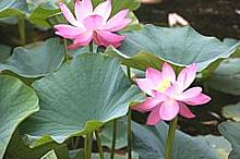 Lotus leaves, flowers