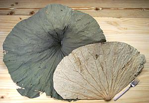 Lotus Leaves