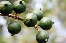 Macadamia Nuts on tree