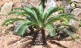 Growing Cycad Plant