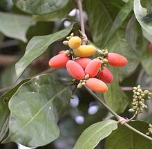Gnetum Fruit on Plant