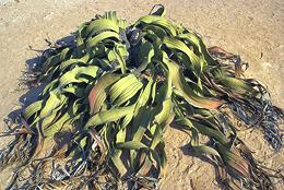 Growing Welwitschia Plant