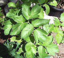 Angelica leaves