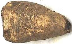 Root