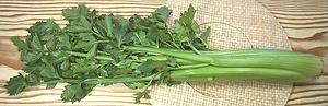 Untrimmed Pascal Celery Head