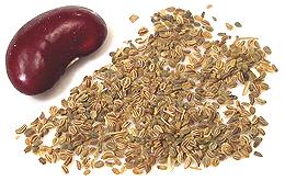 Seeds