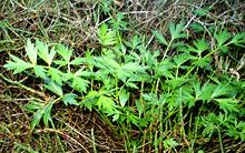 Sea Celery Plants