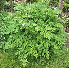 Chervil Bush