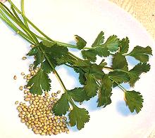 Cilantro