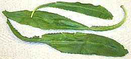 Culantro