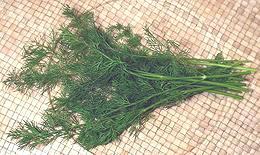 Dill Fronds