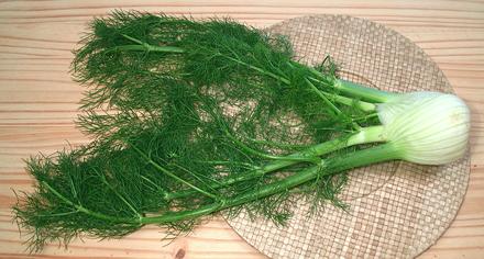 Fennel Bulb & Fronds