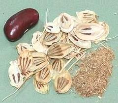 Golpar Seed Pods, Whole & Ground