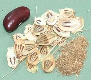 Golpar Fruits, whole and ground