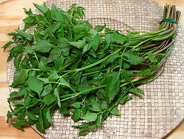 Water Dropwort