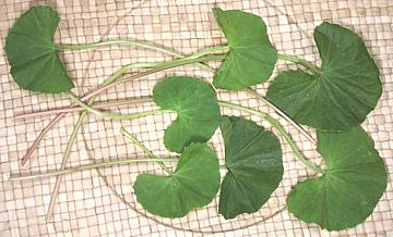 Fresh Pennywort Leaves