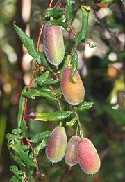 Fruit on tree