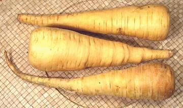 Parsnip Roots