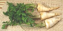 Whole Root Parsley Plant