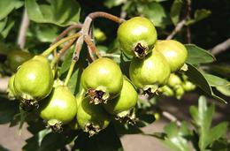 Unripe Azarole Fruit