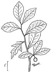Drawing of Plant
