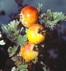 Hawthorn Fruit on Tree