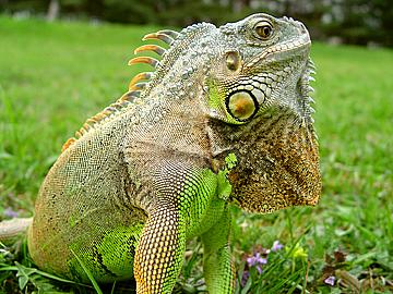 Portrait of Live Iguana