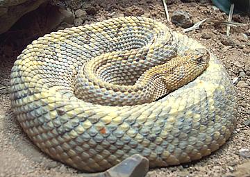 Live Rattlesnake, Curled