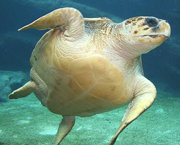 Swimming Sea Turtle