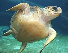 Live Sea Turtle
