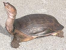 Live Softshell Turtle