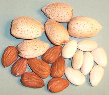 Almond Seeds, unshelled and shelled