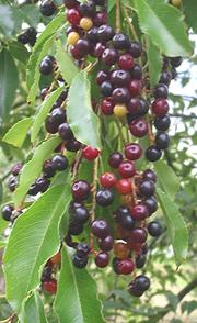 Black Cherries on Tree