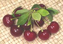 Sour Cherry Fruit with Leaves