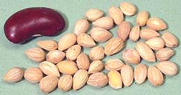 Mahaleb Seed kernels