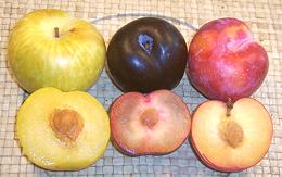 Whole & Cut Prune Fruit