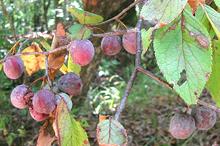Mexican Plums on Branch