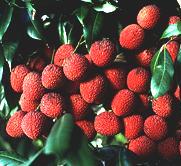 Lychees