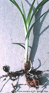 Chufa plant