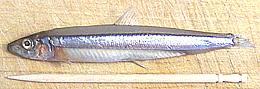 Whole Blue Anchovy