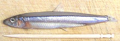 Whole Blue Anchovy