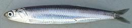 Whole European Anchovy