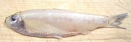 Whole White Anchovy