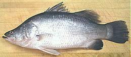 Barramundi