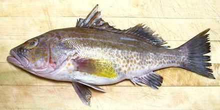 Whole Gold Spotted Sand Bass