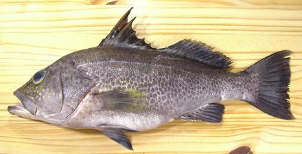Sand Bass