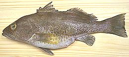 Sand Bass