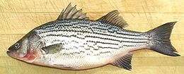 Whole Striped Bass 13e