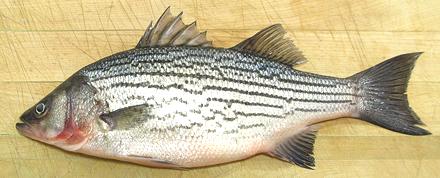 Whole Striped Bass