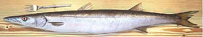 Barracuda